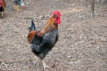 Wall Mural - the rooster is brown and black with a red comb and wattle