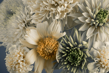 Wall Mural - background of white flowers, close-up, chamomile and asters.