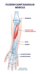 Wall Mural - Flexor carpi radialis muscle with human arm skeleton outline diagram. Labeled educational anatomy scheme with palm metacarpal bones location and muscular system for twist movement vector illustration