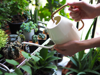 woman plant cactus succulent garden watering can hobby lifestyle art tree green houseplant home leisure selective focus