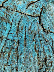 Wood texture in blue, wood cut, stump, frost pattern on wood, the crack on the surface of the green cut wood