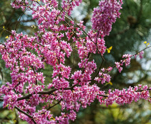 Eastern Redbud, Or Eastern Redbud Cercis Canadensis Purple Spring Blossom In Sunny Day. Close-up Of Judas Tree Pink Flowers. Selective Focus. Nature Concept For Design.