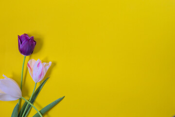 purple and whit tulips on yellow background