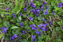 Purple Flowers Of Dog Violets In March