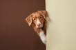 Funny dog peeking out. Ginger Nova Scotia duck tolling retriever on a beige-brown background