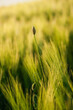 Close up detail of green wheat in spring