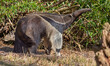 Close up view of a Giant anteater (Myrmecophaga tridactyla)