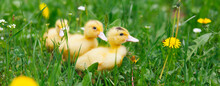 Little Poultry Moulard Ducklings In The Meadow. Domestic Agricultural Bird.