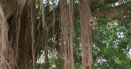 Wall Mural - Banyan old tree root at park