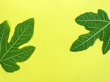Two Green Fig Leaves On Yellow Background With Copy Space