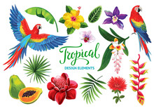 Tropical Collection: Exotic Flowers, Fruits, Leaves And Parrots. Vector Isolated Elements On The White Background.