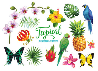 Tropical collection: exotic flowers, leaves, fruits, birds and butterflies. Vector design isolated elements on the white background.