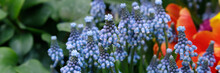 Grape Hyacinth, Muscari Flowers. Spring Primrose. Blue Tiny Spring Flowers In The Garden