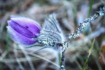 Wall Mural - Violet prairie crocus spring flower reclining over a dry stick on blurry forest grass background