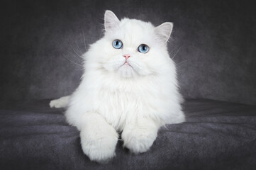 Wall Mural - close up portrait of a white fluffy cat with blue eyes