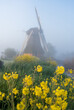 Yellow rapeseed at a windmill in the foggy, Dutch countyside.