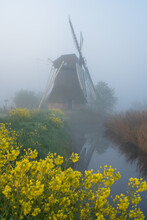 Yellow Rapeseed At A Windmill In The Foggy, Dutch Countyside.
