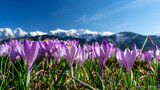 Fototapeta  - Krokusy, Wiosna w Tatrach , Podhale, Zakopane , Giewont, Karpaty , Polska, Słowacja