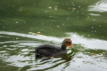 Wall Mural - young coot chick swimming in the river