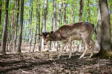 young male deers in the spring forest