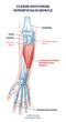 Flexor digitorum superficialis muscle and human arm bones outline diagram. Labeled educational anatomy scheme with palm middle phalanges skeleton and twist movement muscular system vector illustration