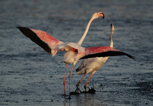 Greater Flamingos Fighting While Feeding At Tubli Bay, Bahrain