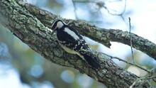Downy Woodpecker (Dryobates Pubescens) In A Tree In A Park In Fort Lauderdale, Florida, USA