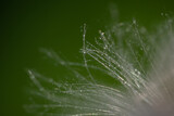 Fototapeta Dmuchawce - Krople rosy na dmuchawcu, zapylanie nasiona, pogoda. Zielone rozmyte tło.