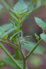 Poster - tomato young plants growing in green house