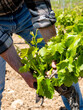 © francescomou - Green pruning of the vineyard. Farmer removes excess young sprouts from the branches of the vine. Traditional agriculture.