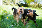 Fototapeta Londyn - two dogs fight each other, for fun, in the garden, show their teeth