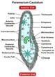 Paramecium Caudatum Parts and Structure Infographic Diagram anterior posterior end single celled unicellular aquatic habitats slipper shape with hairy cilia for biology science education vector