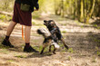 Owczarek Staroniemiecki wykonujący sztuczki ze swoim przewodnikiem w lesie