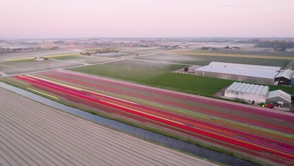 Wall Mural - Aerial view of the colorful tulip fields in Keukenhof, Lisse at sunrise in Netherlands