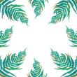 Ilustracja motyw roślinny zielone liście paproci białe tło
