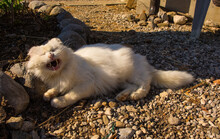 A 13 Year Old White Male Cat Appears To Be Smiling Or Laughing As He Is Caught Mid-yawn
