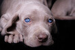 Close-up of a weimaraner puppy with wide open blue eyes.