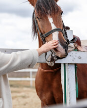 Elderly Woman Communicates With Riding Horse Touching Its Muzzle