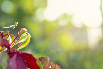 Wall Mural - abstract red leaves on blurred greenery foliage background