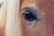 Beautiful horse eye close up. White mane, palomino. Calm, no strees. Full picture frame