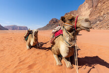 Two Camels Dromedary Resting Lying On The Sand. On Blue Sky Background