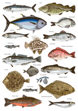 Hand Drawn Poster With Different Type Of Fishes