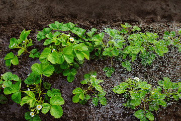 Strawberry seedling grows in the ground. Watering rows of strawberries