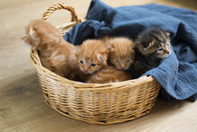 Lovely Newborn Kittens Together In Basket .ginger And Striped Color. Kurilian Bobtail