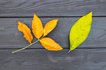 Wall Mural - two autumn tree leaves lying on a wooden surface