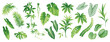 © Anna Sm - Tropical leaves collection. Hawaiian plants set. Botanical illustration. Vector elements isolated on a white background.
