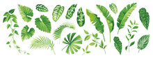 Tropical Leaves Collection. Hawaiian Plants Set. Botanical Illustration. Vector Elements Isolated On A White Background. 