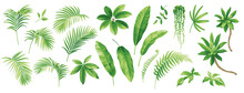 Tropical Leaves Collection. Hawaiian Plants Set. Botanical Illustration. Vector Elements Isolated On A White Background. 