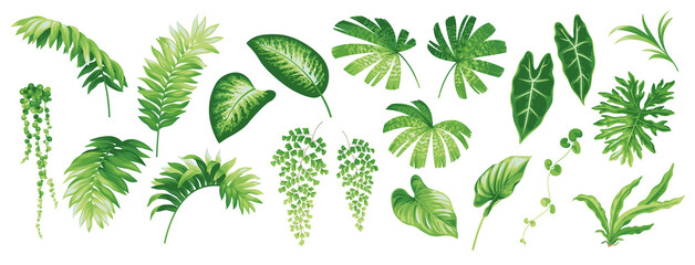 Tropical leaves collection. Hawaiian plants set. Botanical illustration. Vector elements isolated on a white background. 