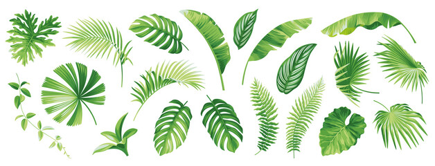 Tropical leaves collection. Hawaiian plants set. Botanical illustration. Vector elements isolated on a white background. 